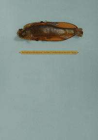 魚(yú)的故事