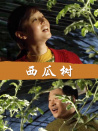 西瓜树