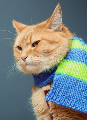 猫鲍勃