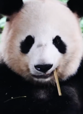 呼呼