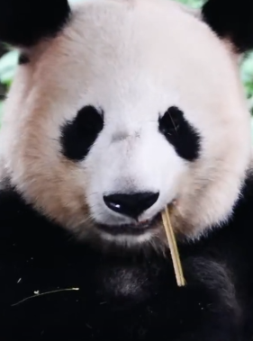 呼呼