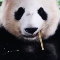 呼呼