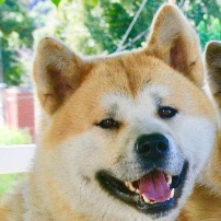 奇科