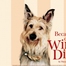 都是戴茜惹的祸