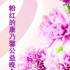 粉紅的康乃馨晚會(huì)