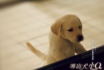 导盲犬小q