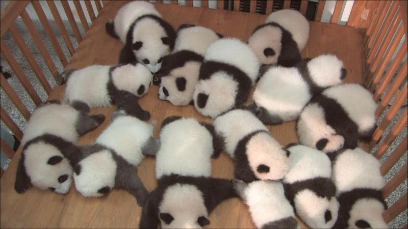 世界上最小的熊猫:51克