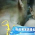 導(dǎo)演協(xié)會(huì)表彰大會(huì)視頻集錦 章子怡助陣徐崢獲肯定