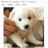 众星抵制狗肉节 何炅、舒淇呼吁：请放过朋友
