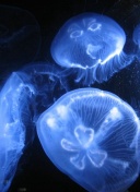 😅不换帅留着过年？不敌莱切，皮奥利率紫百合开季10场4平6负