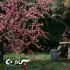 《白狐》發(fā)布會(huì)曝終極版預(yù)告 仙魔人狐為愛(ài)而戰(zhàn)