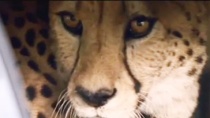 《黑金杀机》中文片段 迪亚茨豪车藏猎豹超级拉风