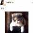 张馨予晒猫咪网上求复合 李晨回应疑似旧情复燃