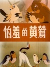 怕羞的黃鶯