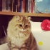 舒淇冯德伦恋情甜蜜升级 借猫隔空喊“好想你”