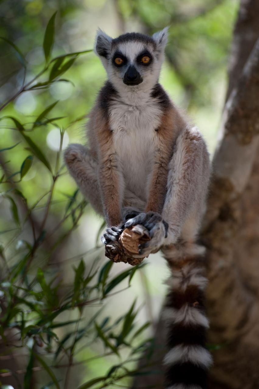 狐猴之岛:马达加斯加