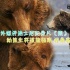 外媒评《熊》：角度客观点赞 镜头艺术化幼熊萌