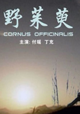 河南临颍：黑皮冬瓜迎丰收！彩票社交风暴来袭！倍投该如何转型？