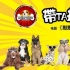 电影《默默》海选 《中国好狗狗》打造宠物明星