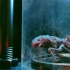 《3D食人蟲》曝“破幕逃亡”特輯 恐怖食人蟲曝光