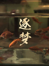 逐夢(mèng)