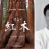 “大自然在說話”之“紅木” 濮存昕傾情獻(xiàn)聲