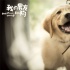 《我的男友和狗》曝里拉特辑 宠物电影治愈人心