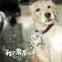 《我的男友和狗》口碑爆表 范冰冰何炅呼吁排片