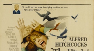 希区柯克经典作《群鸟》将被翻拍 荷兰导演掌镜