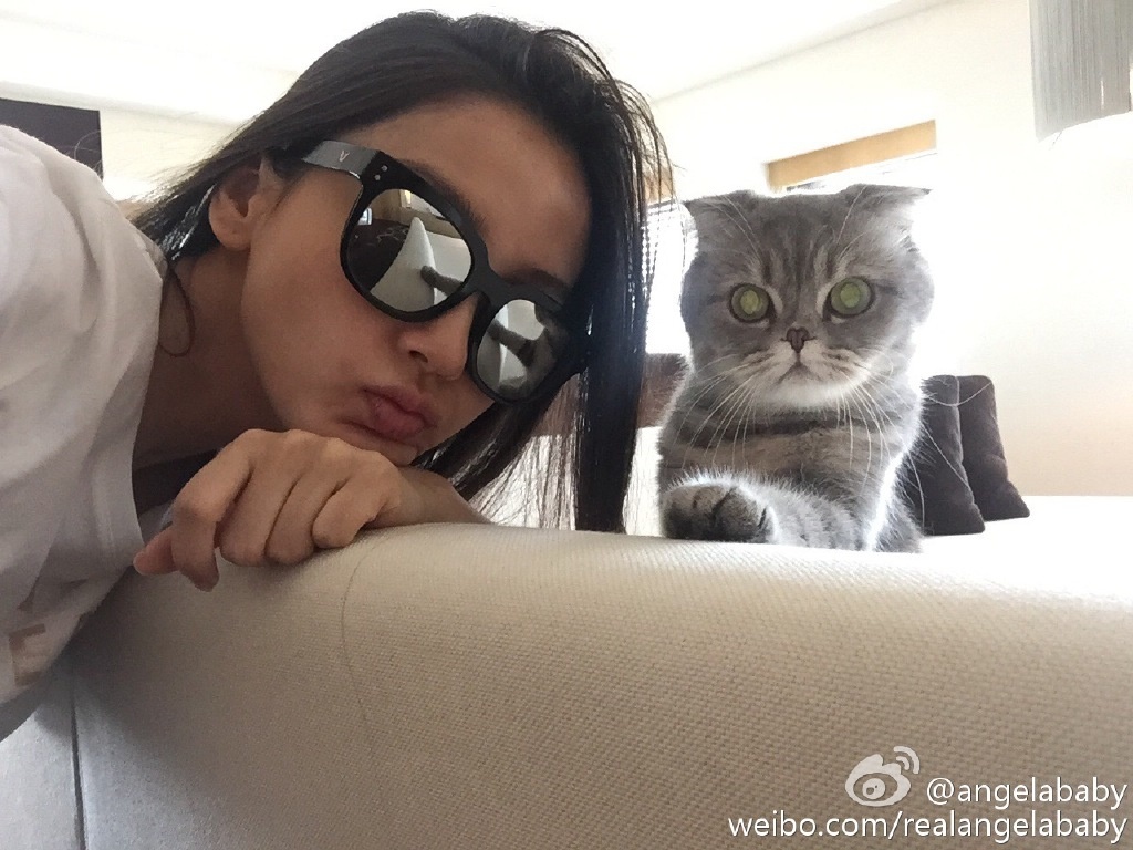 Angela喜欢猫,Angela喜欢猫 angelababy抱猫咪卖萌 眼睛超大遭吐槽:修过了