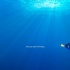 《海底总动员2》新海报 多莉畅游深海千里寻亲