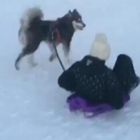首富的儿子好会玩！王思聪坐雪橇爱犬绑绳子拉
