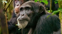 《解锁笼子》中文预告片 善良律师为猩猩建争权