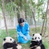 萌出水！周迅与熊猫幼仔成同事 呼吁可持续发展
