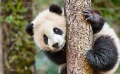 《我们诞生在中国》终极预告 讲述国宝动物成长史