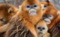 動物“奧運會”妙趣橫生 雪豹熊貓支持攀巖運動