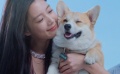 《一条叫王子的狗》终极预告 柯基上演城市大冒险