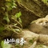 《地球四季》高口碑引观影潮 联动票房逐渐回暖