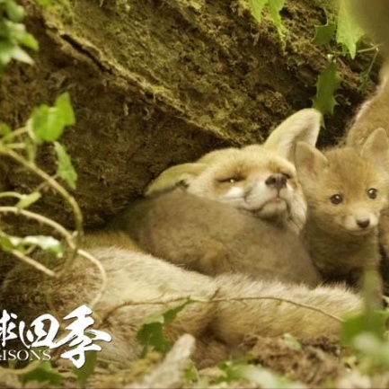 《地球四季》高口碑引观影潮 联动票房逐渐回暖