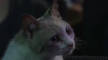 《老师和迷路猫》日语预告片 流浪猫的自在生活