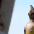 瞬间看懂战争片！《天空之眼》中的背景小知识