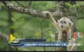 中国纪录片《我们诞生在中国》北美上映 票房喜人
