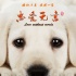 公益电影《忠爱无言》即将上映 老人与狗依偎