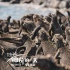 《地球：神奇的一天》曝特輯 成龍為中文版配音