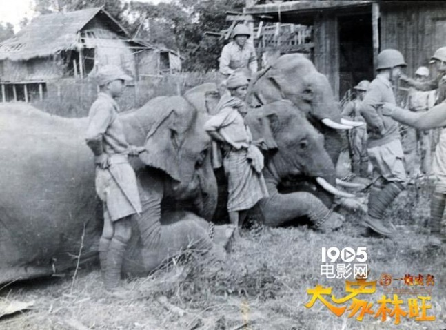 《大象林旺》发布历史版海报 百年林旺战象归来_华语_电影网_1905.com