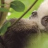 《地球：神奇的一天》發(fā)特輯 中國神奇動物首曝光