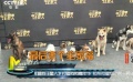 《营救汪星人》拍摄现场 拉布拉多犬成第一男主角