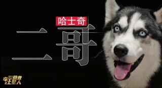 《營救汪星人》哈士奇預(yù)告來襲 公益宣傳兩不誤