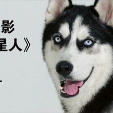 《營(yíng)救汪星人》哈士奇預(yù)告來(lái)襲 公益宣傳兩不誤