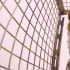 《犬之島》配音陣容豪華 “黑寡婦”秒變汪星人